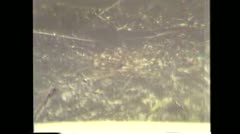 諏訪湖にアオコ発生