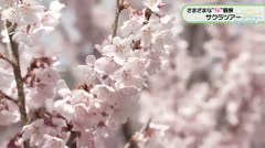 さまざまな”桜”観察 サクラツアー