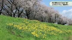 河川敷ならではの“桜”　上川のスイセン　横河川の花回廊　