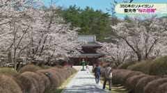 350本のソメイヨシノ 聖光寺“桜の回廊”