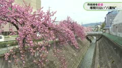 市街地を彩る 塚間川沿い“八重桜”