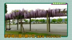 動画投稿ＢＯＸ 赤砂崎公園“藤の花”