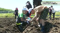 カゴメ野菜生活ファーム 小学生がひまわりの種植える
