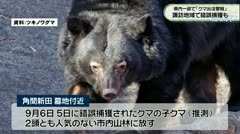 県内一部で「クマ出没警報」　諏訪地域で錯誤捕獲も　