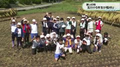 実りの秋　玉川小5年生が稲刈り　