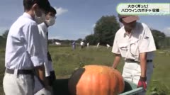 大きく育った！　ハロウィンカボチャ　収穫　