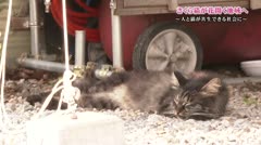 特集　最終回　さくら猫が花開く地域へ　～最後に　猫を元の場所に戻す～　