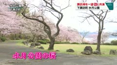 諏訪湖を一望　桜と共演　下諏訪町　水月公園　