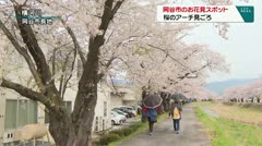 岡谷市のお花見スポット　桜のアーチ見ごろ　