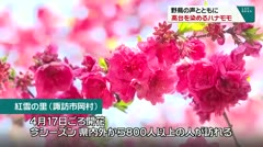 野鳥の声とともに高台を染めるハナモモ