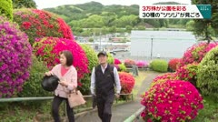 3万株が公園を彩る 30種の“ツツジ”が見ごろ