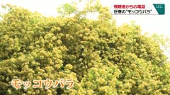 視聴者からの電話 圧巻の“モッコウバラ”