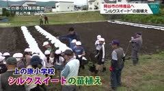 岡谷市の特産品へ　“シルクスイート”の苗植え　