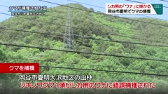 シカ用の「ワナ」に掛かる　岡谷市夏明でクマ捕獲　