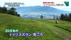梅雨の晴れ間に 「ドイツスズラン」可憐に咲く