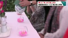 香りと「味」まで楽しめる　無農薬栽培の“バラ”摘み取り体験　