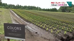 明日　プレオープン　１０haに１０万本の花　