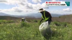 霧ヶ峰の自然を守る　ハルサキヤマガラシを駆除　