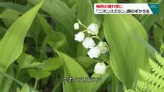 梅雨の晴れ間に 「ニホンスズラン」顔のぞかせる