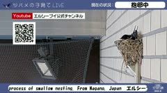 心の癒しに　ツバメの子育て　LIVE配信　