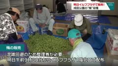 明日販売　成田公園の梅収穫