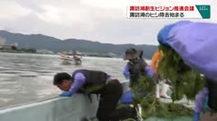 諏訪湖創生ビジョン推進会議　諏訪湖のヒシ除去始まる