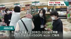 今年も「高品質」　成田公園の“梅”販売　
