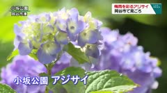 梅雨を彩るアジサイ　岡谷市で見ごろ　