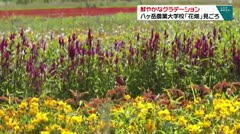 鮮やかなグラデーション 八ヶ岳農業大学校「花畑」見ごろ