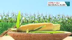 ハマラノーエン１５周年　八ヶ岳生とうもろこし　大人気！
