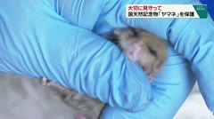 大切に見守って 国天然記念物「ヤマネ」を保護