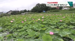穴山の休耕田　ピンクに映える“古代ハス”　