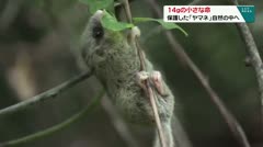 14ｇの小さな命　保護した「ヤマネ」自然の中へ　
