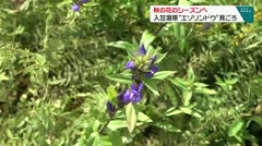 秋の花のシーズンへ 入荷さ湿原で“エゾリンドウ”見ごろ