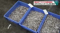 諏訪湖でワカサギ投網漁解禁　去年の初日より約１０？増の豊漁　