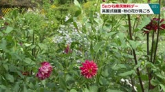 5日から県民無料デー　英国式庭園・秋の花が見ごろ　