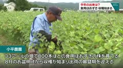 今年の出来は？　食用ほおずき 収穫始まる　