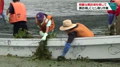 綺麗な諏訪湖を感じて 諏訪湖LC ヒシ取り作業