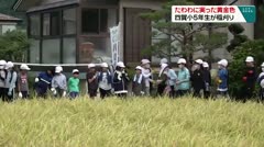 たわわに実った黄金色　四賀小５年生が稲刈り　