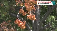 ジョギングなどに最適　秋を彩る諏訪湖畔　