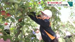 食べるのが楽しみ！　児童がシナノプッチを収穫　