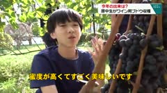 今年の出来は？　原中生がワイン用ブドウ収穫　