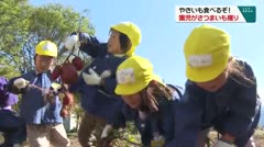 やきいもで食べるぞ！　園児がさつまいも掘り　