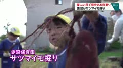 優しい目で見守るお年寄り　園児がサツマイモ掘り　