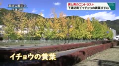 黄と青のコントラスト　下諏訪町でイチョウの黄葉すすむ　