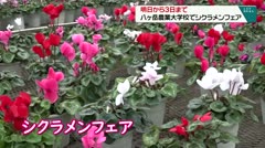 明日から３日まで　八ヶ岳農業大学校シクラメンフェア　
