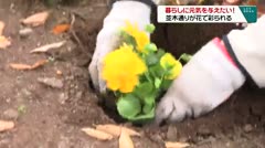 暮らしに元気を与えたい　並木通りで花が彩られる