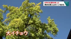 お寺の紅葉を楽しむ　諏訪紅葉三山めぐり　始まる　