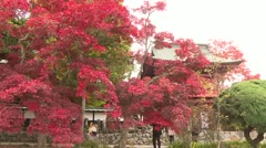 参道が真紅に染まる　長円寺の紅葉が見ごろ　