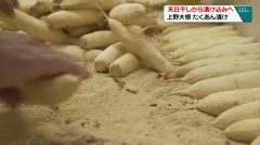 天日干しから漬け込みへ　上野大根　たくあん漬け　　